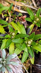 Abrotanella rostrata