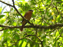 Pachyramphus castaneus