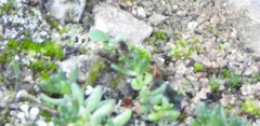 Sedum album