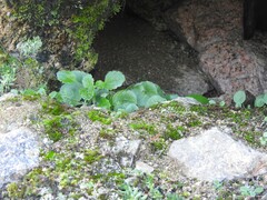 Umbilicus rupestris