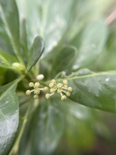 Psychotria punctata, photograph 2