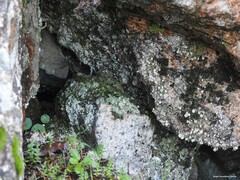 Umbilicus rupestris