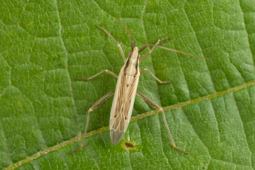 Grass bug, photo 5 of 8