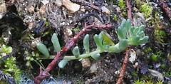 Sedum album