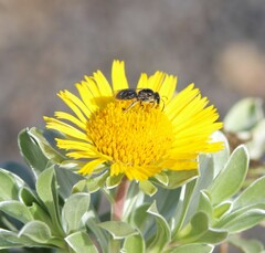 Lasioglossum viride