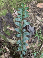 Andesanthus lepidotus