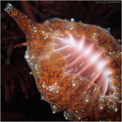 Pseudopusula californiana