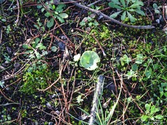 Hypochaeris radicata