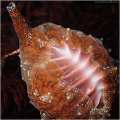 Pseudopusula californiana