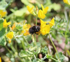 Anthophora alluaudi
