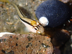 Parablennius laticlavius