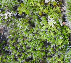 Grimmia pulvinata