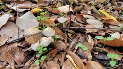 Coprinellus impatiens
