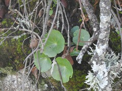 Umbilicus rupestris