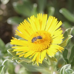 Lasioglossum viride