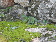 Umbilicus rupestris