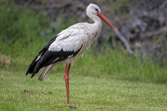 Ciconia ciconia