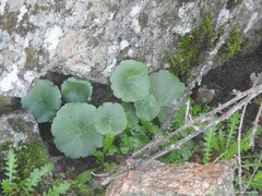 Umbilicus rupestris