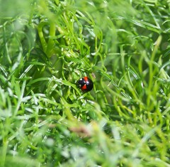 Coccinella