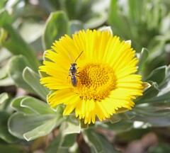 Lasioglossum viride