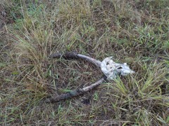 Ceratophaga vastella