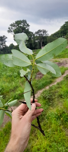Batoka Diospyros (Diospyros batocana)