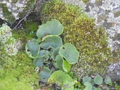 Umbilicus rupestris