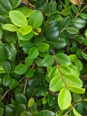 Eugenia reinwardtiana