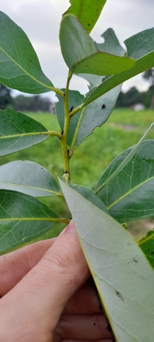 Image of Diospyros batocana by (c) Mathew Rees, some rights reserved (CC BY)