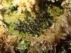 Lamproderma columbinum