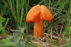 Hygrocybe intermedia