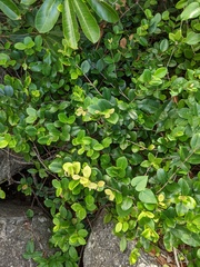 Eugenia reinwardtiana