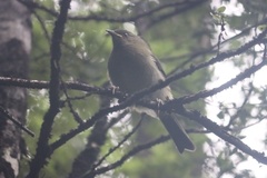 Anthornis melanura