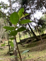 Andesanthus lepidotus