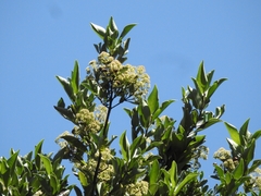 Hydrangea serratifolia