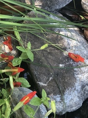 Erythranthe cardinalis