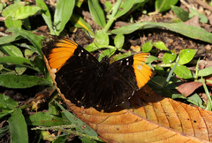 Adelpha melanthe