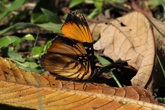 Adelpha melanthe