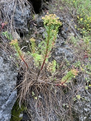 Aeonium spathulatum image