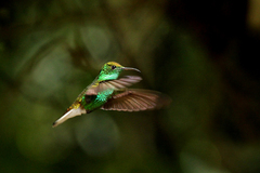 Microchera cupreiceps