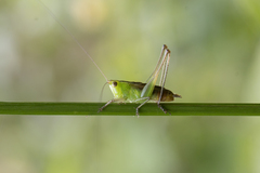 Conocephalus saltator