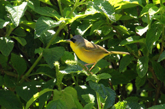 Geothlypis poliocephala