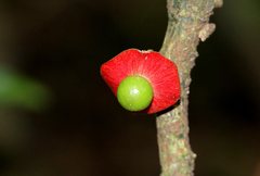 Heisteria acuminata
