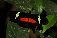 Heliconius clysonymus