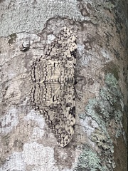 Thysania agrippina