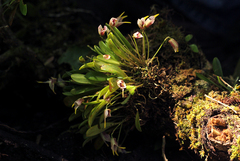 Masdevallia striatella
