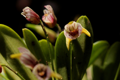 Masdevallia striatella