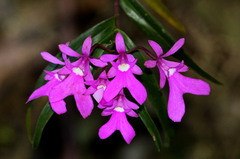 Epidendrum centropetalum