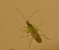 Macrolophus pygmaeus