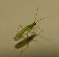 Macrolophus pygmaeus